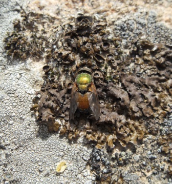 Aiuto per favore! Bombyliidae da identificare!!